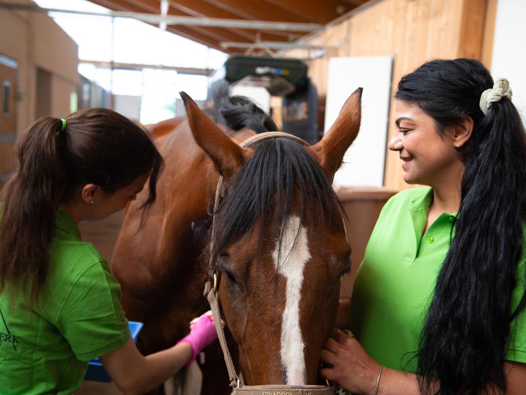medizinische betreuung pferde